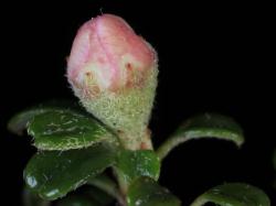 Cotoneaster thymifolius: Flower in bud.
 Image: D. Glenny © Landcare Research 2017 CC BY 3.0 NZ